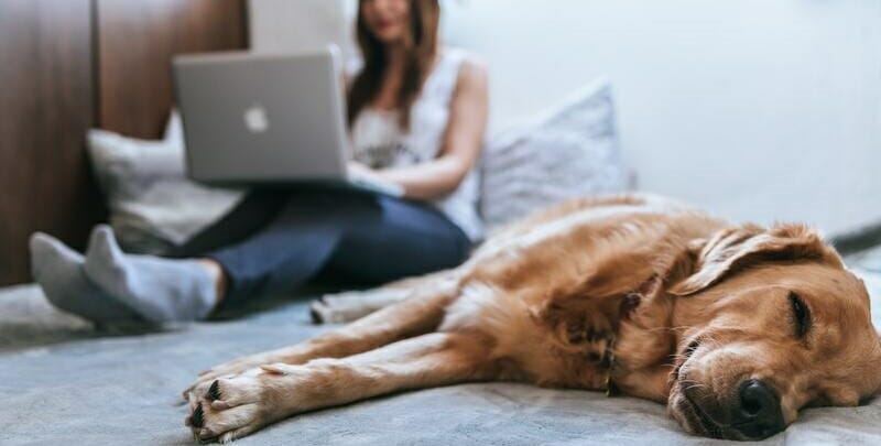 Dog laying on side with woman on laptop in background