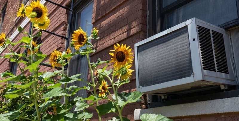 window air conditioning unit with yellow sunflowers in astoria queens picture